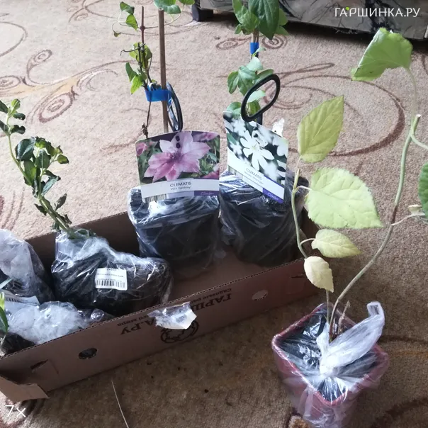 превью изображения отзыва