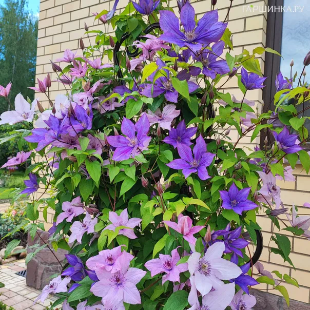 превью изображения отзыва