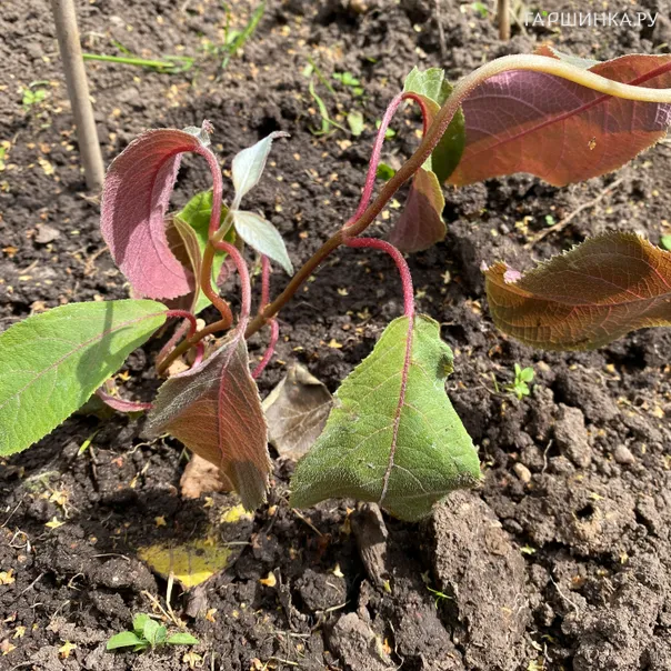 превью изображения отзыва