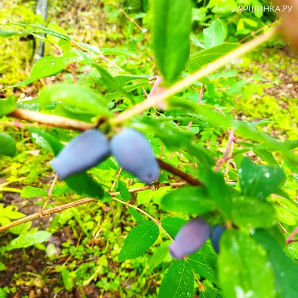 превью изображения отзыва