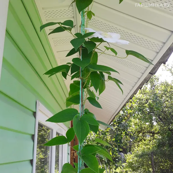 превью изображения отзыва