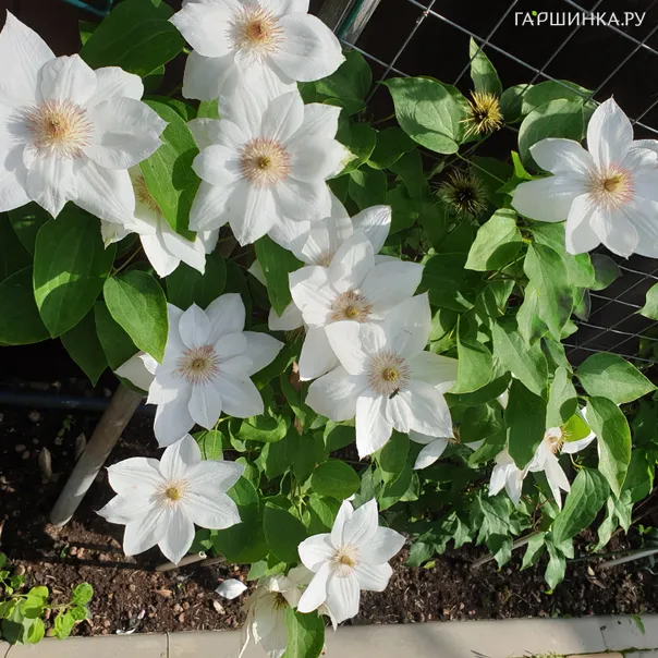 превью изображения отзыва