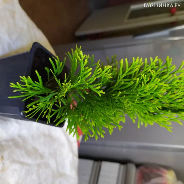 превью изображения отзыва