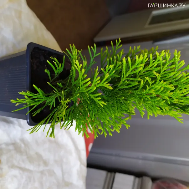 превью изображения отзыва