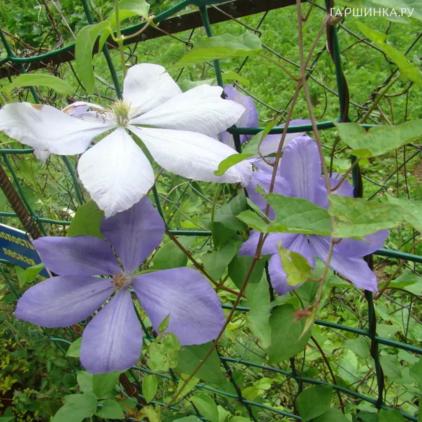 превью изображения отзыва