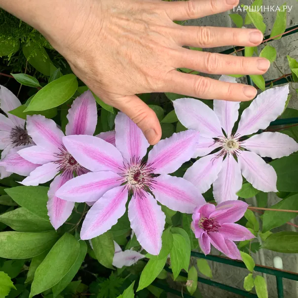 превью изображения отзыва