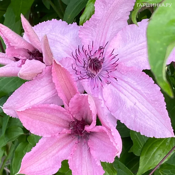 превью изображения отзыва