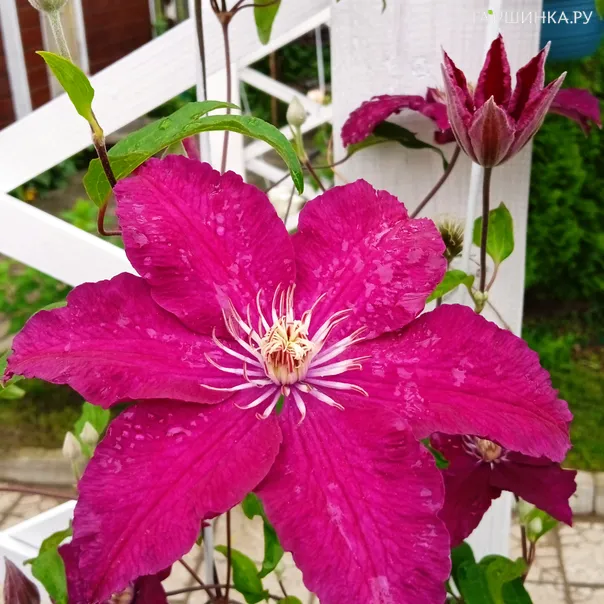 превью изображения отзыва