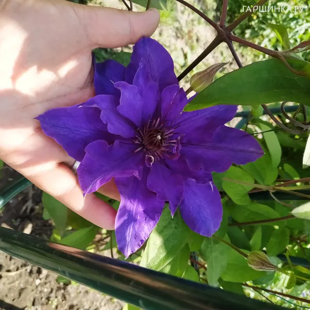 превью изображения отзыва