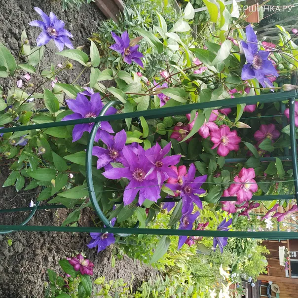 превью изображения отзыва