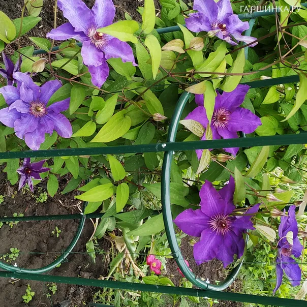 превью изображения отзыва