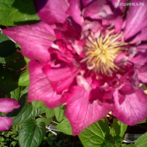 превью изображения отзыва