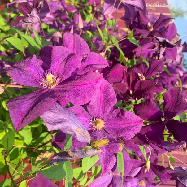 превью изображения отзыва