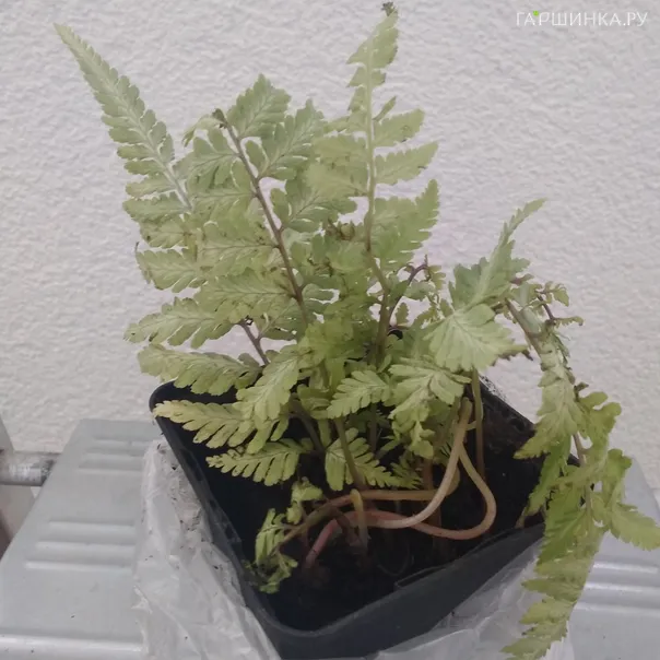 превью изображения отзыва