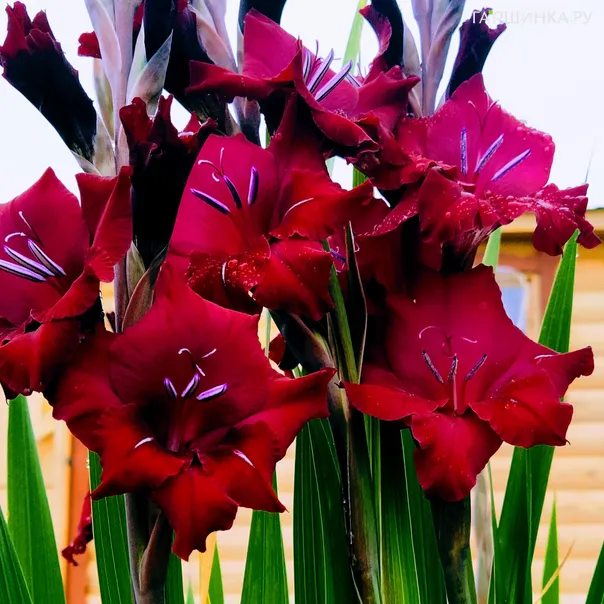 превью изображения отзыва