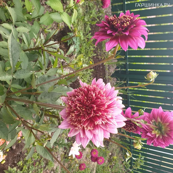 превью изображения отзыва