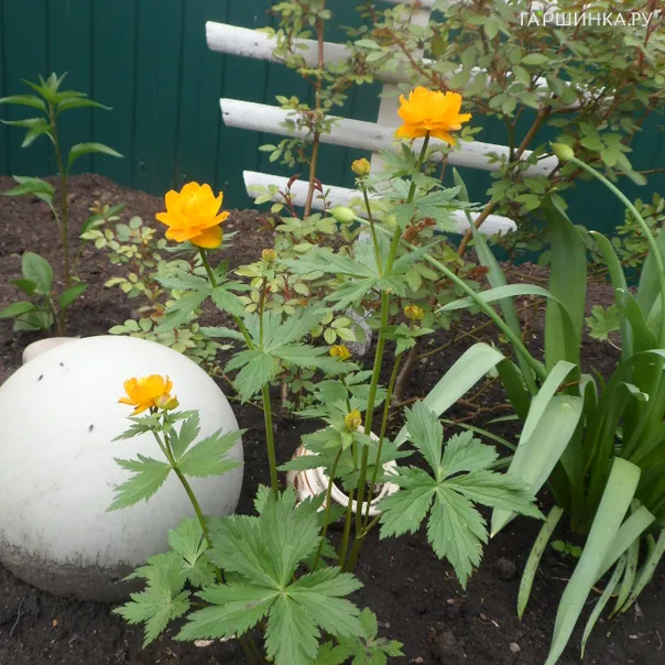 превью изображения отзыва