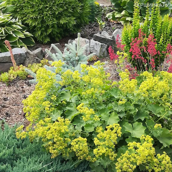 превью изображения отзыва