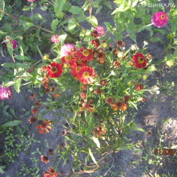 превью изображения отзыва