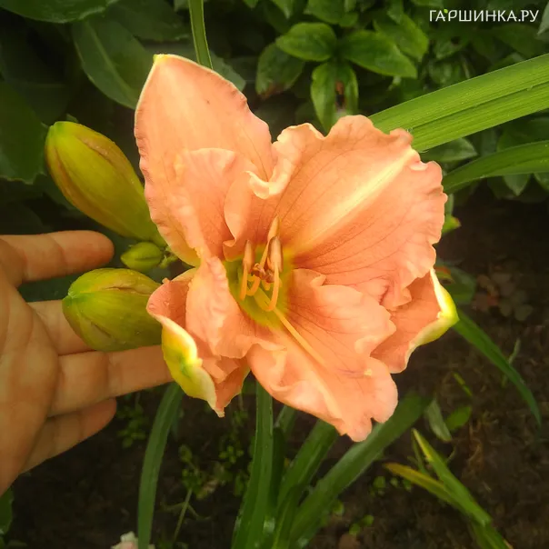 превью изображения отзыва