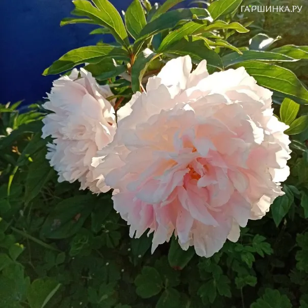 превью изображения отзыва