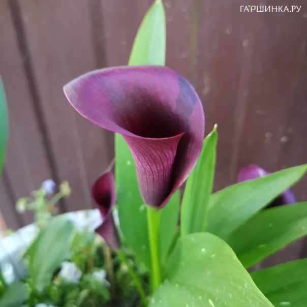 превью изображения отзыва