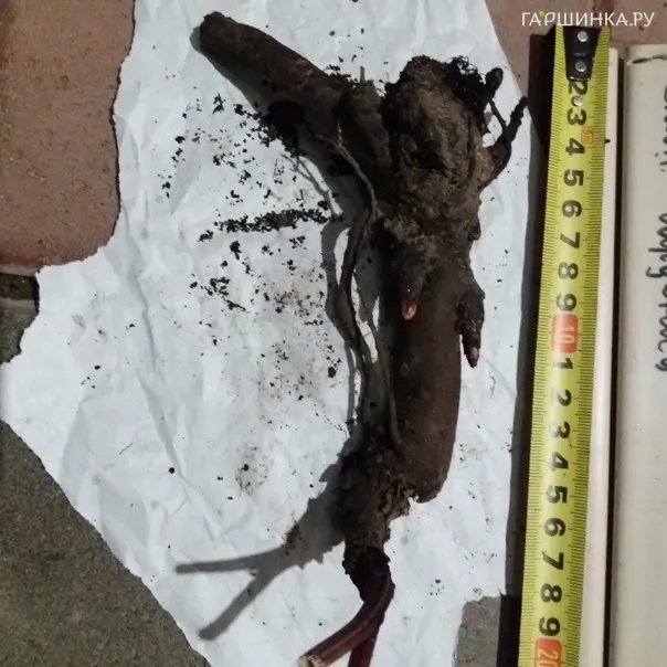 превью изображения отзыва