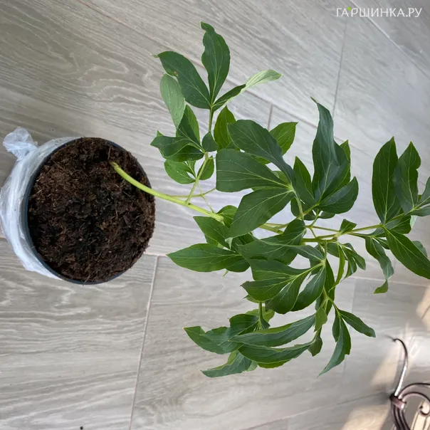 превью изображения отзыва