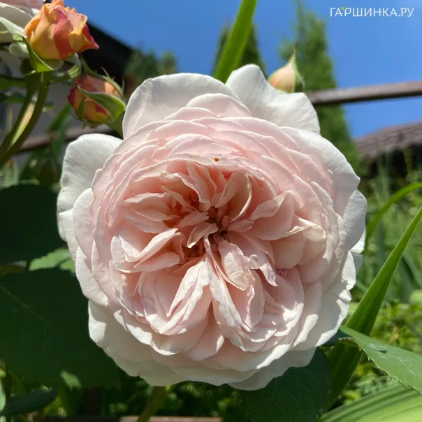 превью изображения отзыва