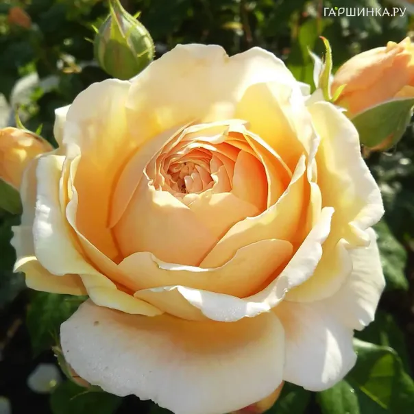 превью изображения отзыва