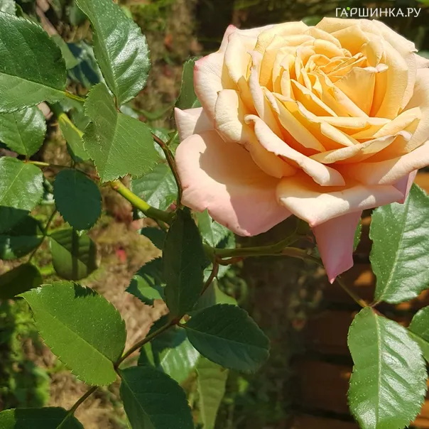 превью изображения отзыва