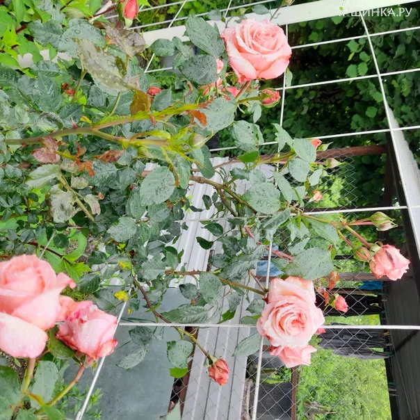 превью изображения отзыва