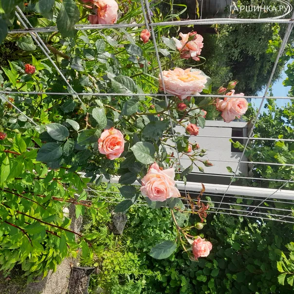 превью изображения отзыва