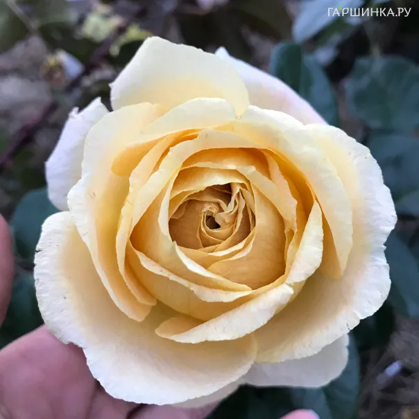 превью изображения отзыва