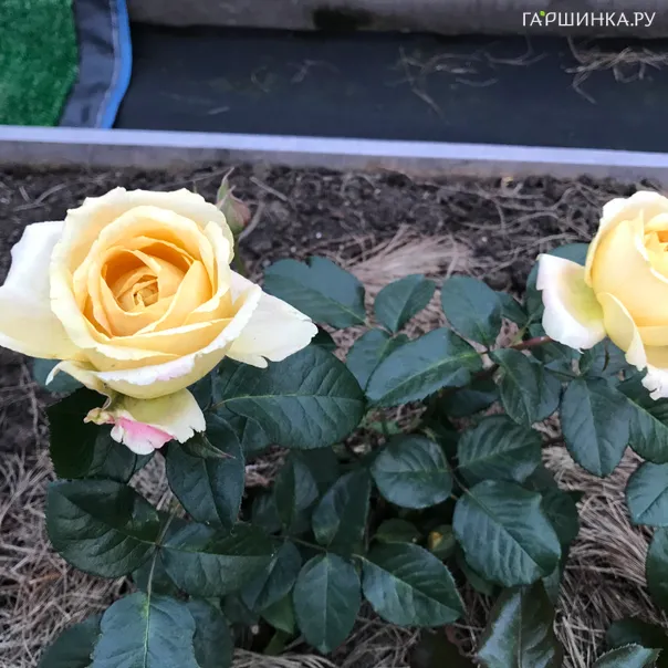 превью изображения отзыва