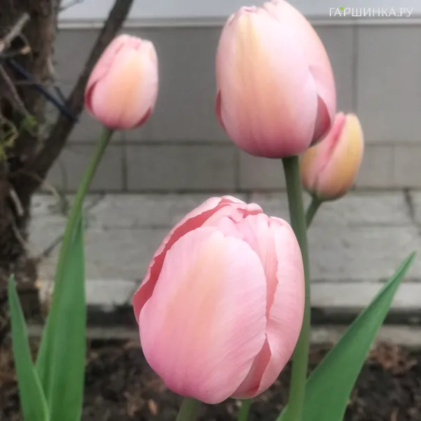 превью изображения отзыва