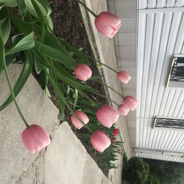 превью изображения отзыва