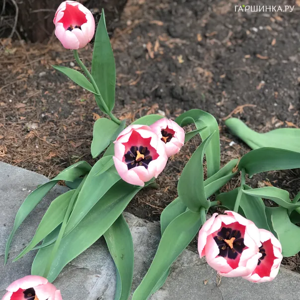 превью изображения отзыва