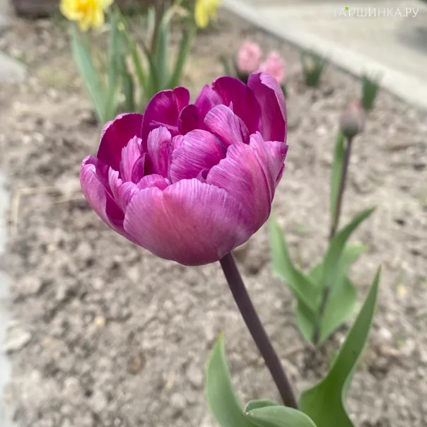 превью изображения отзыва