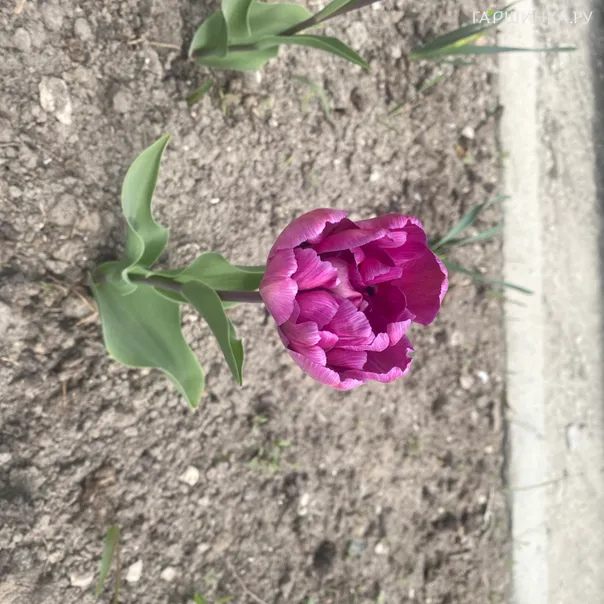 превью изображения отзыва