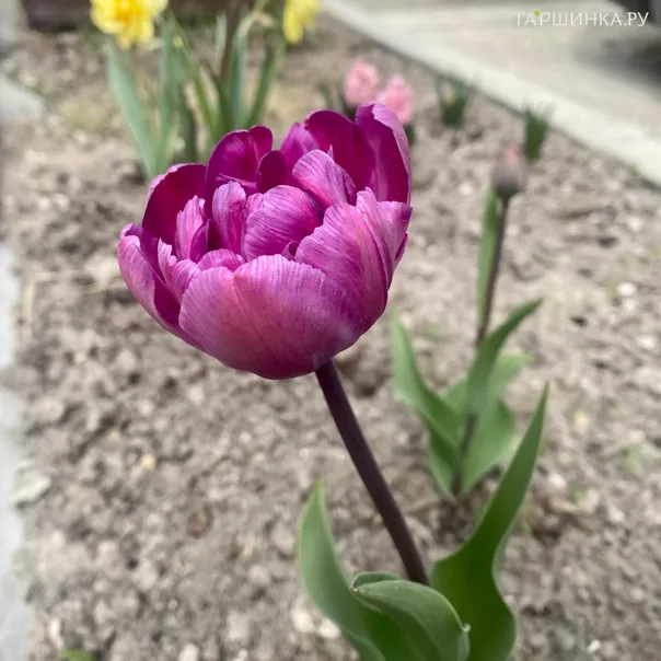 превью изображения отзыва