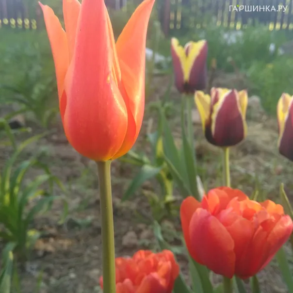 превью изображения отзыва