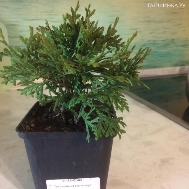 превью изображения отзыва