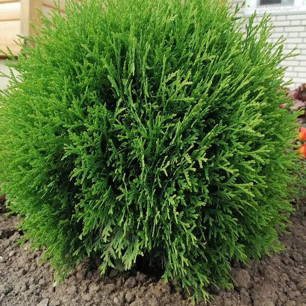 превью изображения отзыва