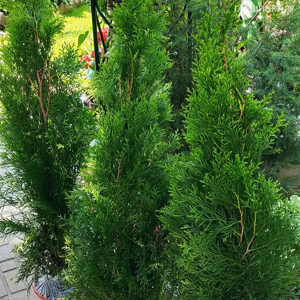 превью изображения отзыва