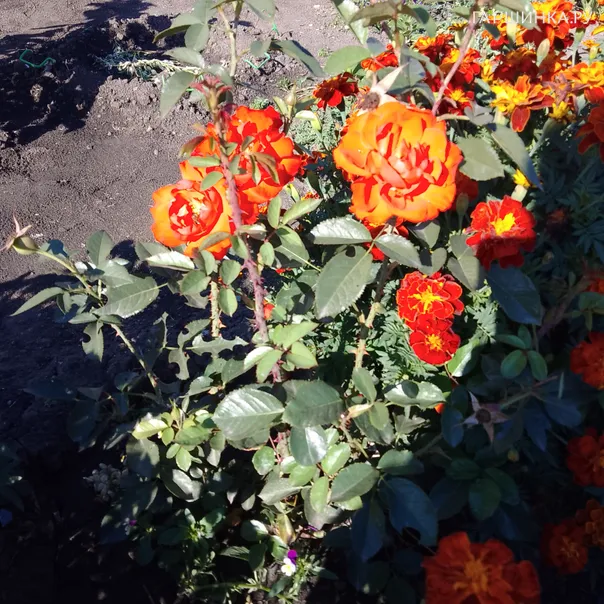 превью изображения отзыва