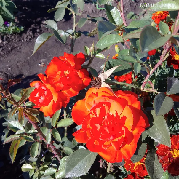 превью изображения отзыва