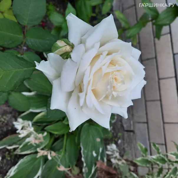 превью изображения отзыва