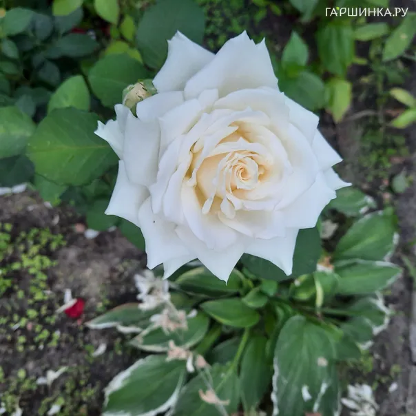 превью изображения отзыва