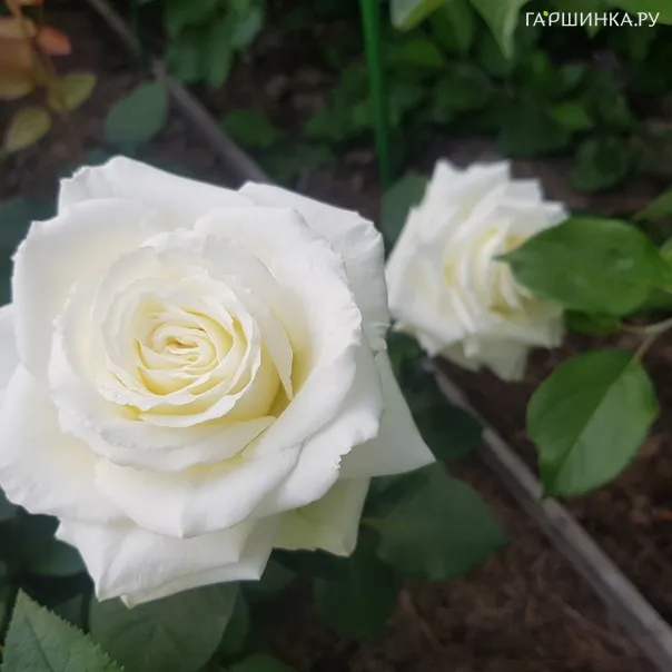 превью изображения отзыва